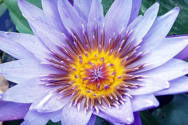 Water Lily