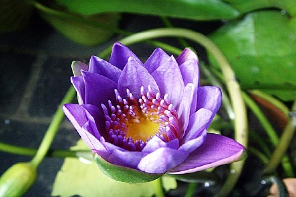 Water Lily