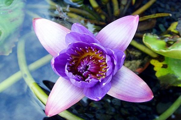 Water Lily