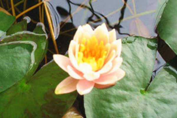 Water Lily