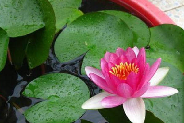 water lily