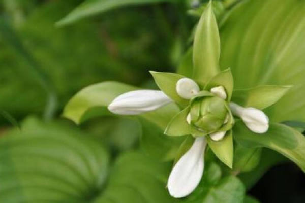 Tuberose