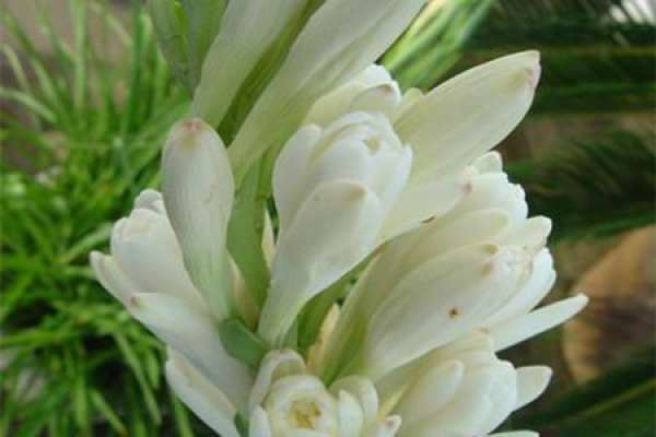Tuberose