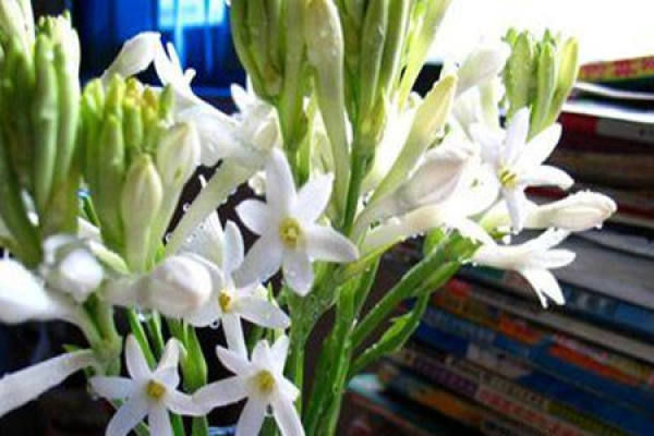 Tuberose