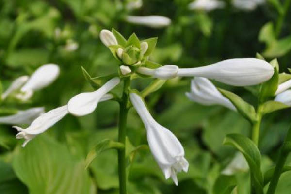 Tuberose