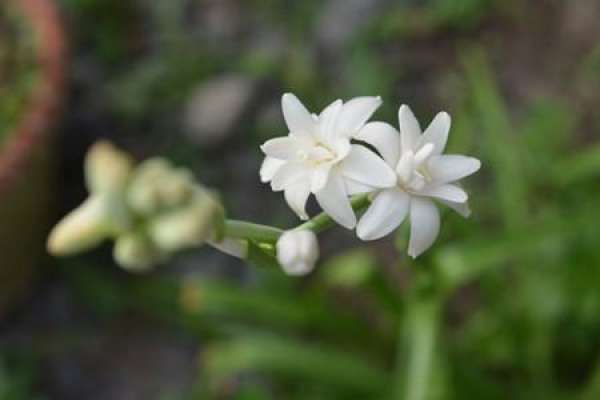 Tuberose