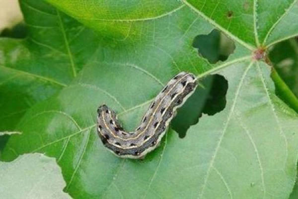 Spodoptera litura