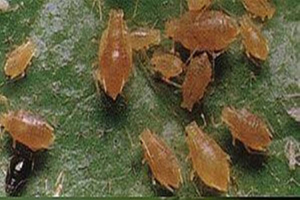 Spodoptera litura