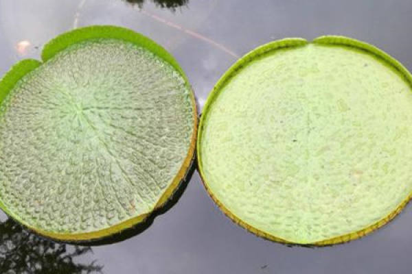 Spodoptera litura