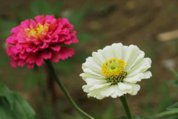 Zinnia