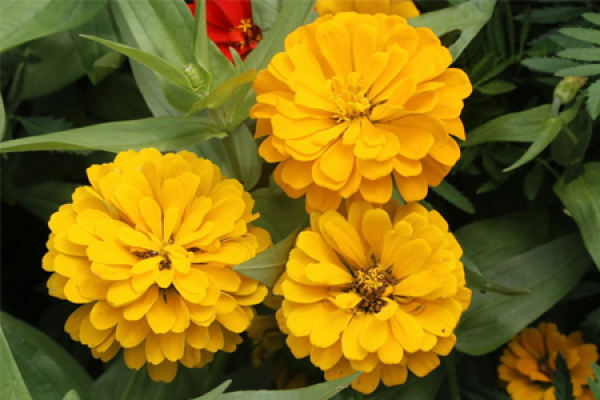 Zinnia