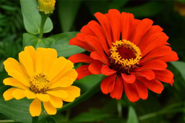 Zinnia