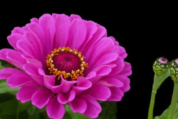 Zinnia