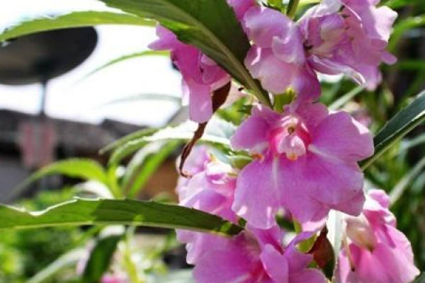 Impatiens balsam