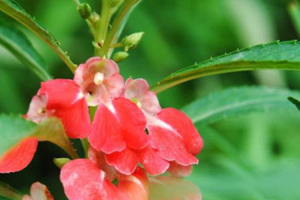 Impatiens balsam