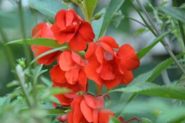 Impatiens balsam