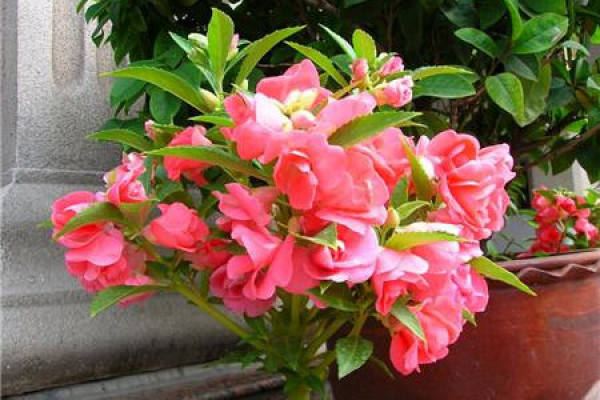 Impatiens balsam