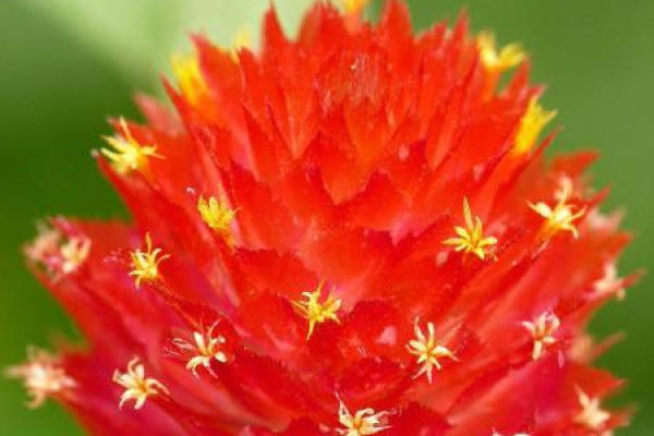 Globe amaranth