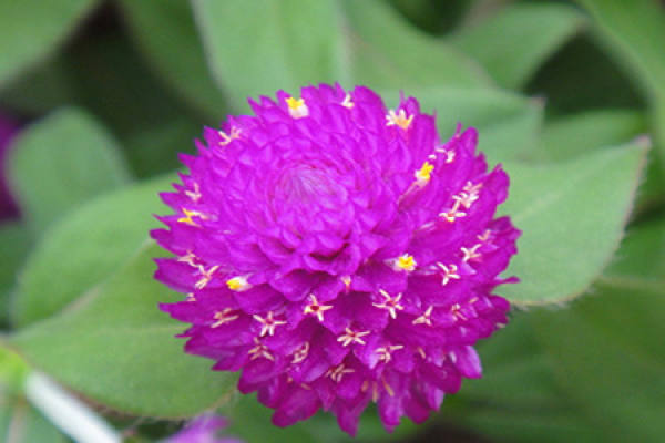 Globe amaranth