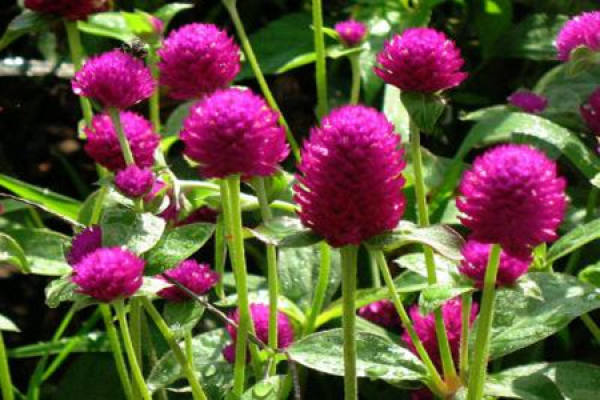 Globe amaranth