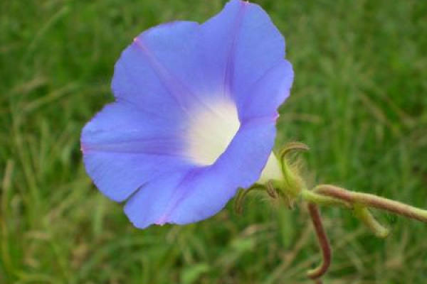 common beach morning glory plant diseases how to identify and treat