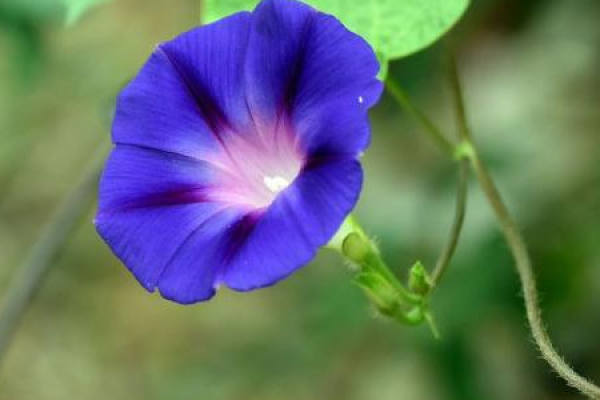 Morning Glory