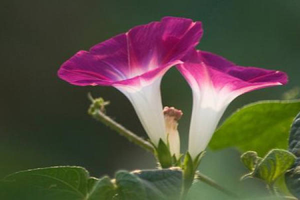Morning Glory