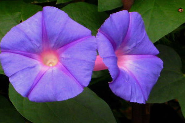 Morning Glory