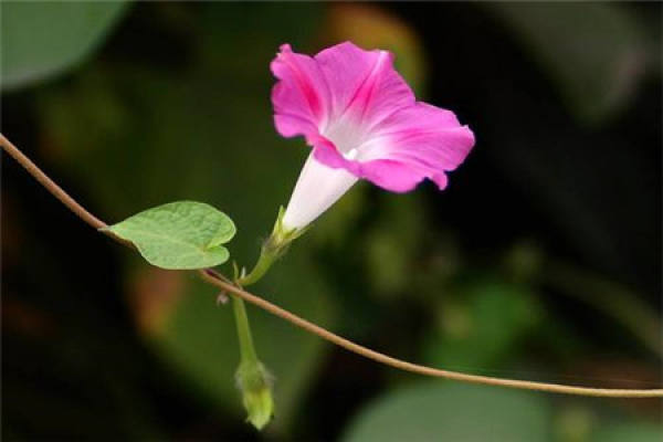Morning Glory