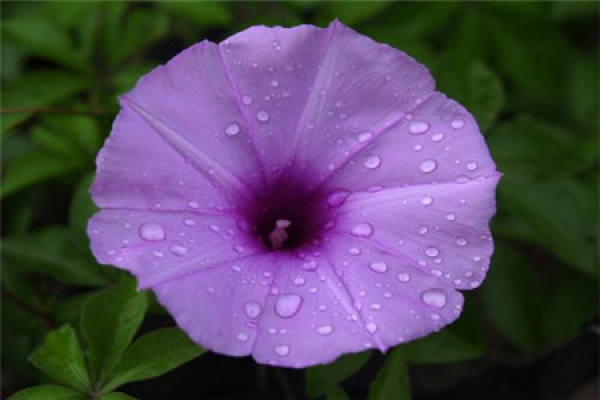 morning glory
