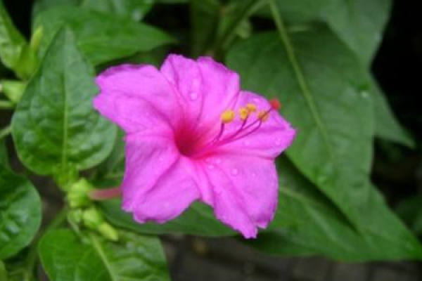 Common Mirabilis Common Mirabilis