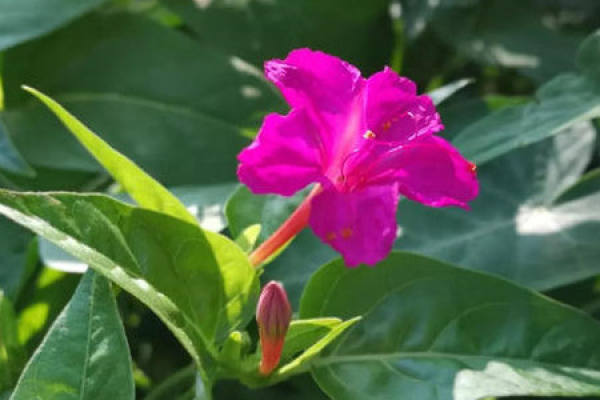Common Mirabilis