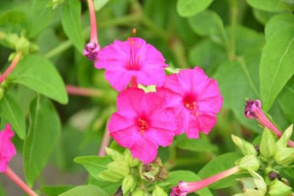 Common Mirabilis