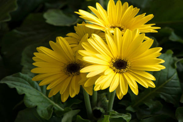Gerbera