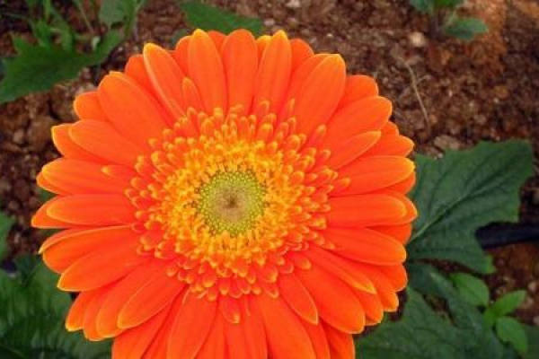 Gerbera