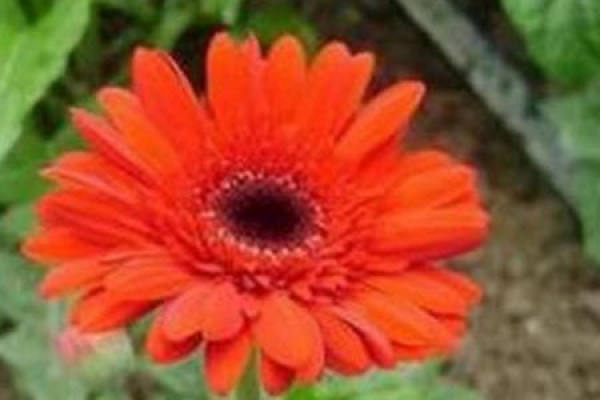 Gerbera