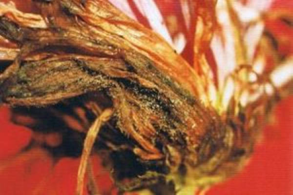 chrysanthemum