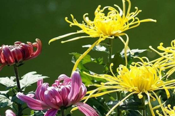 Chrysanthemum
