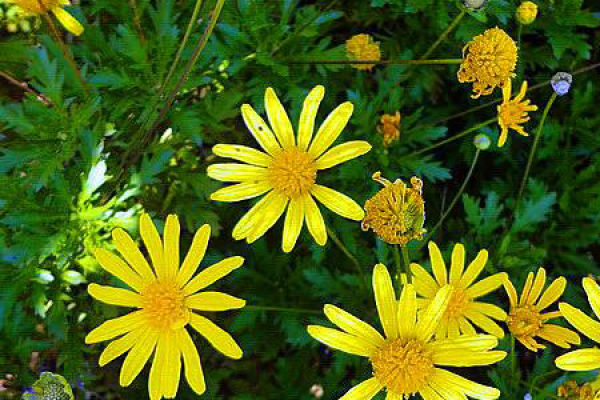 Chrysanthemum