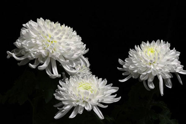 Chrysanthemum