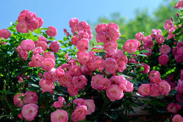 rose