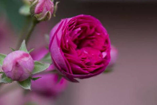 Rose