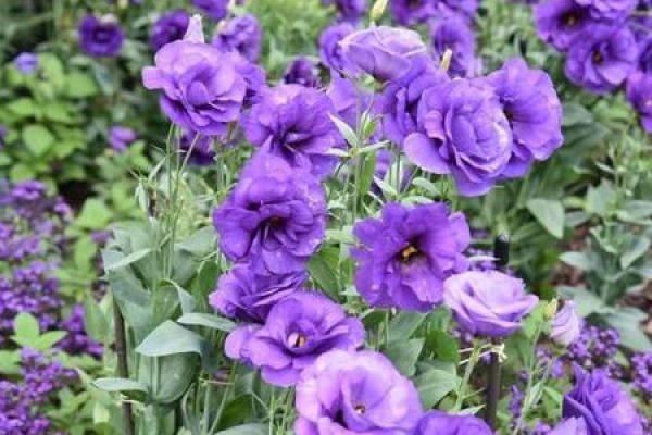 Platycodon grandiflorum