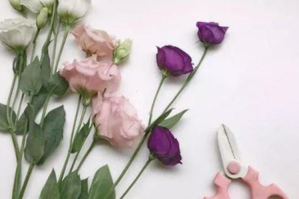 Eustoma grandiflorum