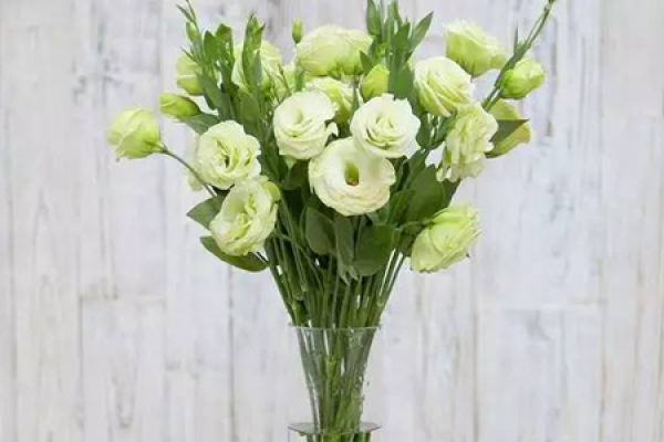 Eustoma grandiflorum