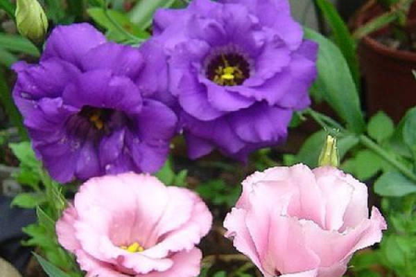 Eustoma grandiflorum