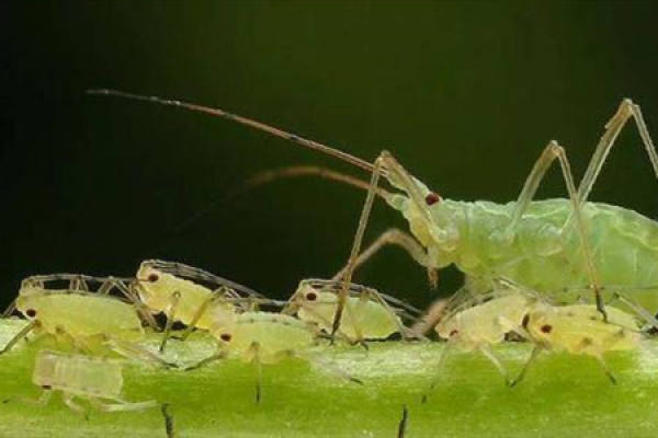 Aphid