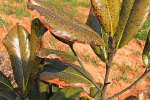 Magnolia grandiflora