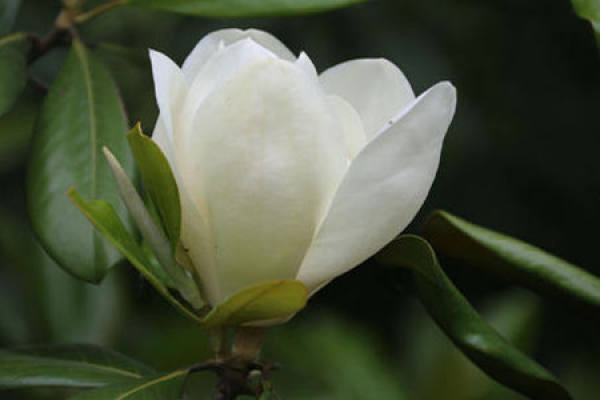 Magnolia grandiflora