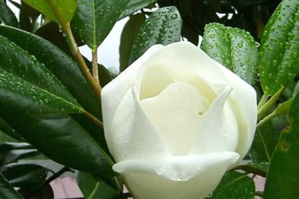 Magnolia grandiflora